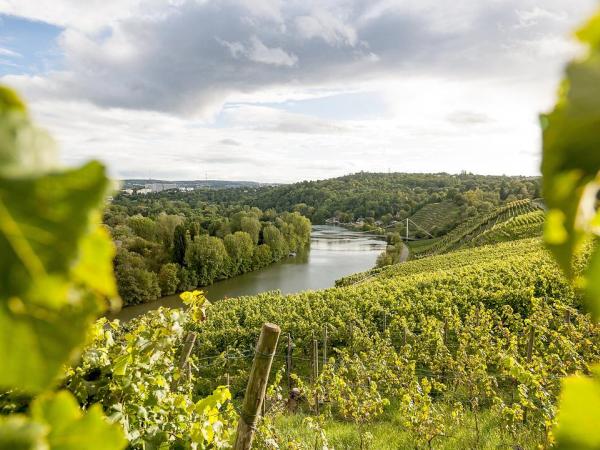 Wine hills near Stuttgart-Mhlhausen